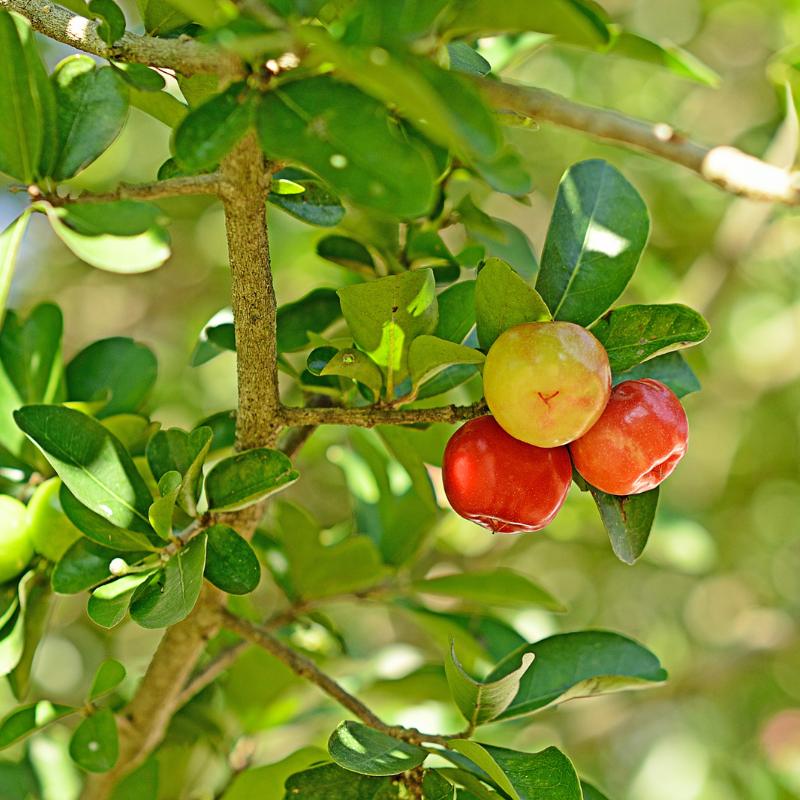 Acerola-Frucht